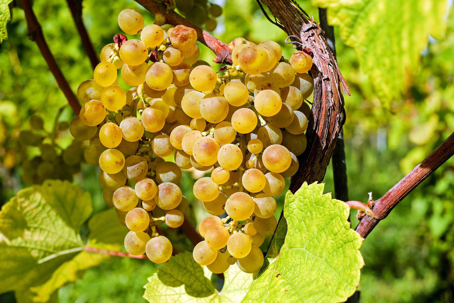 Grappe de Chenin vignoble de Savennières