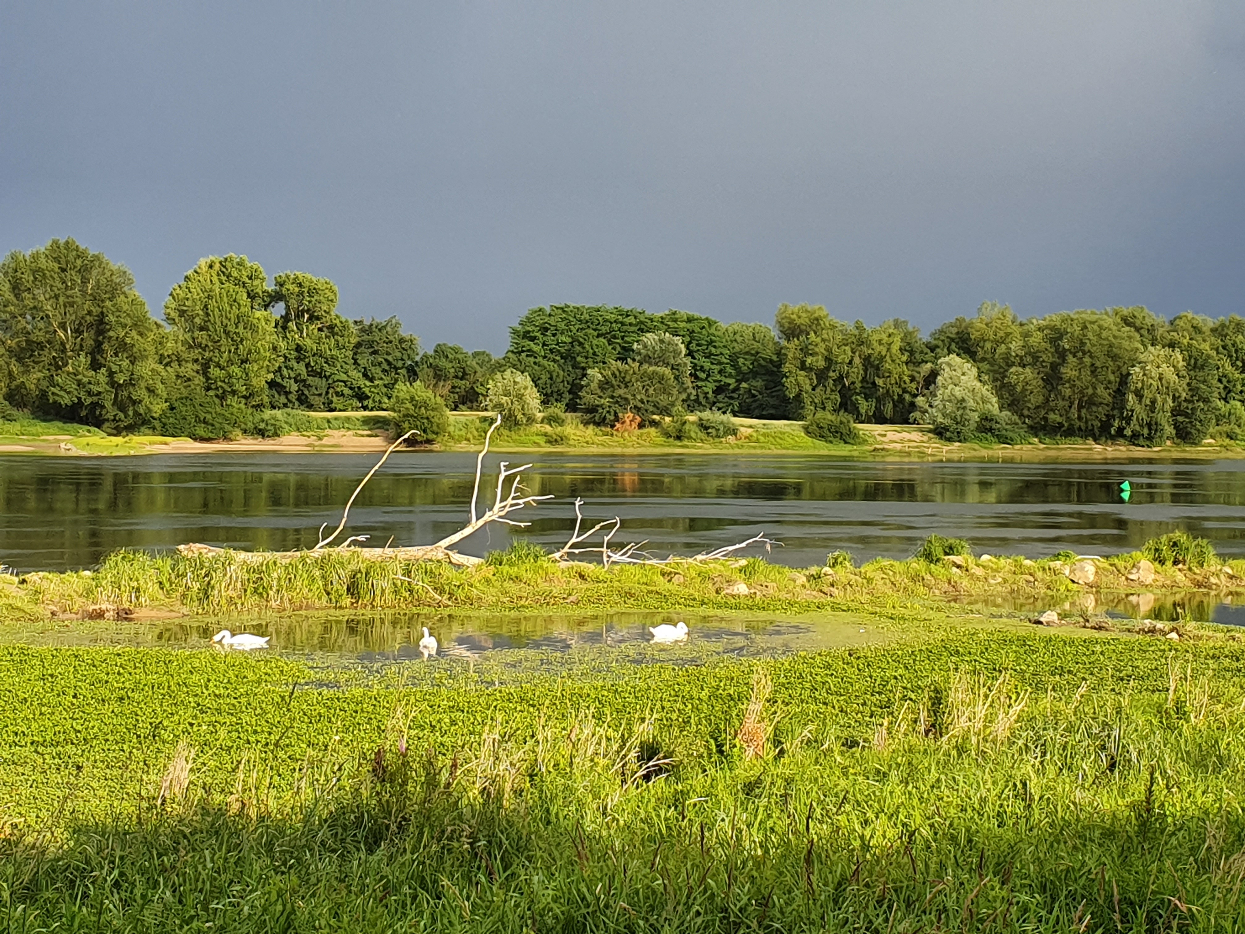 épis de Loire à la Pointe